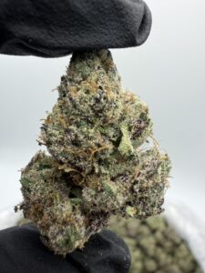 blue gumbo weed strain