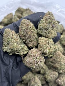 pink gusherz weed strain