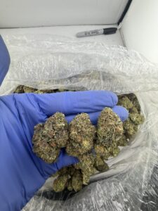 Sherblato Weed Strain sherblato weed strain