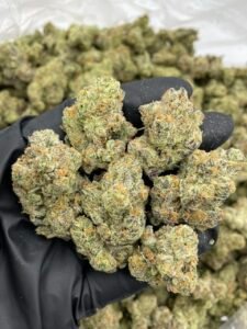 sour sundae weed strain