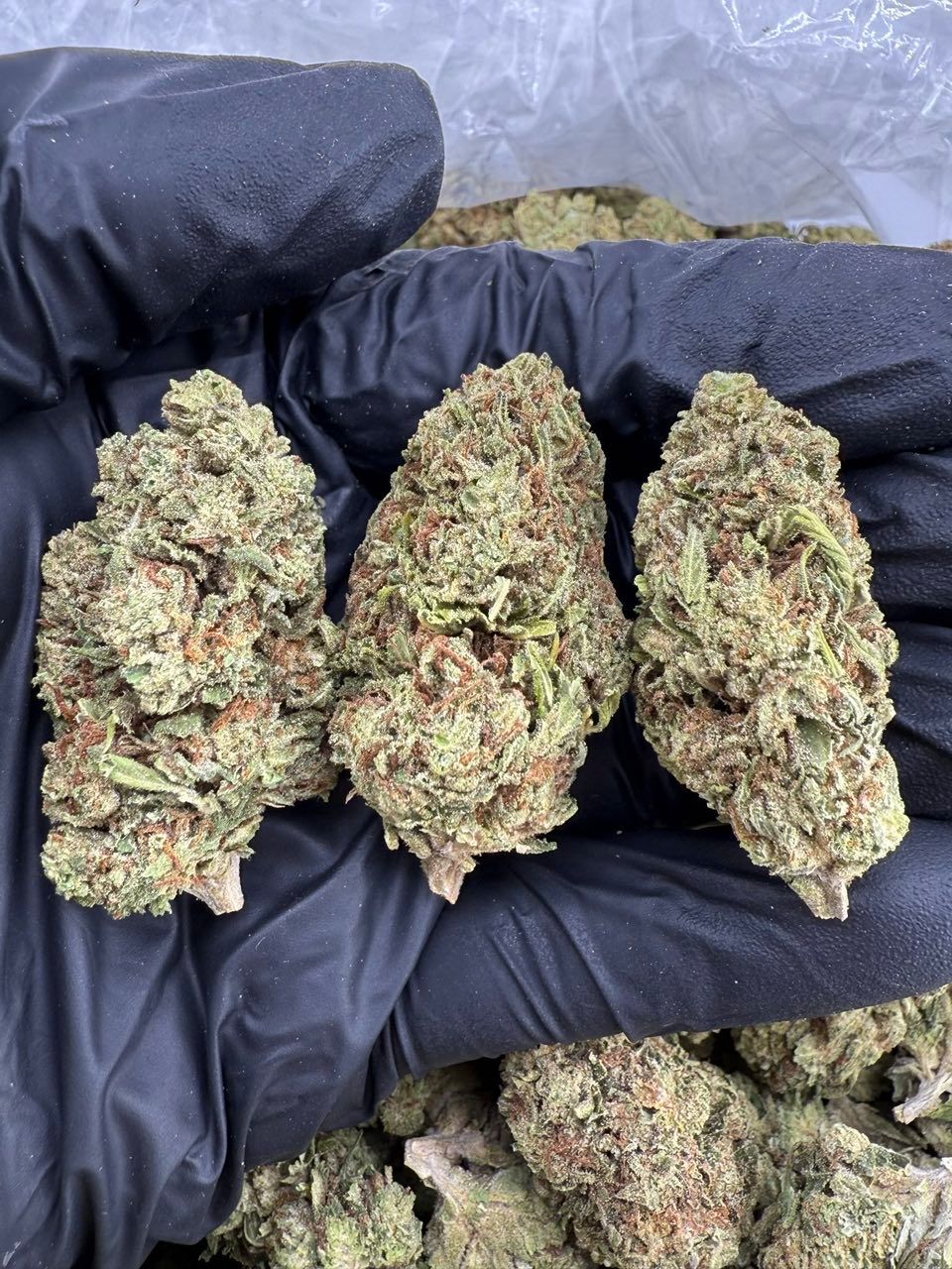 sour gummy strain sour gummy strain