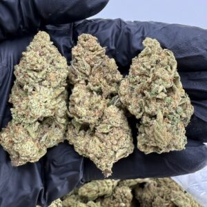 cheetah piss weed strain