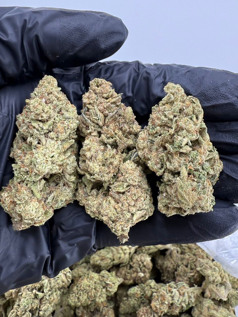 cheetah piss weed strain cheetah piss weed strain