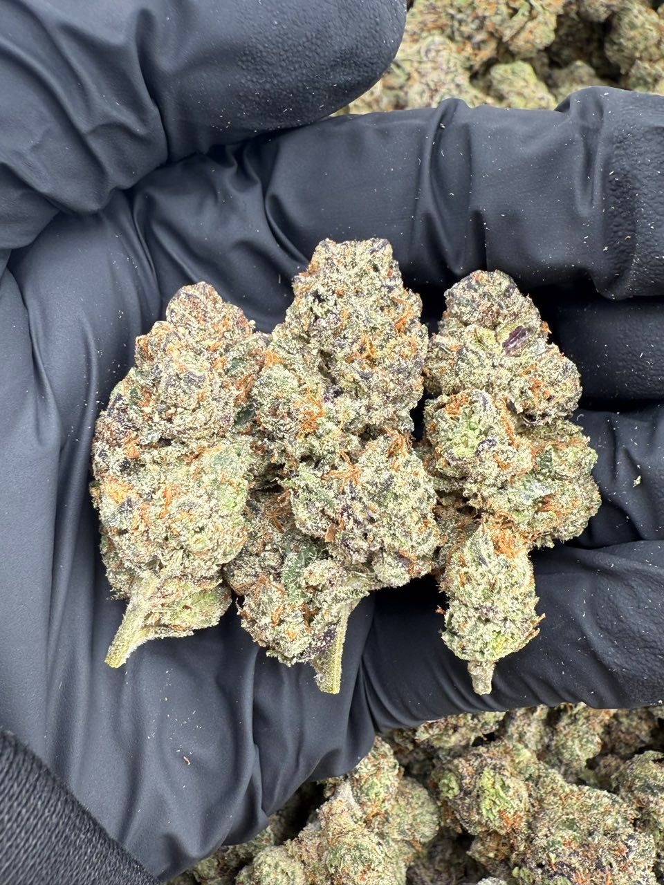 auto draft auto draft