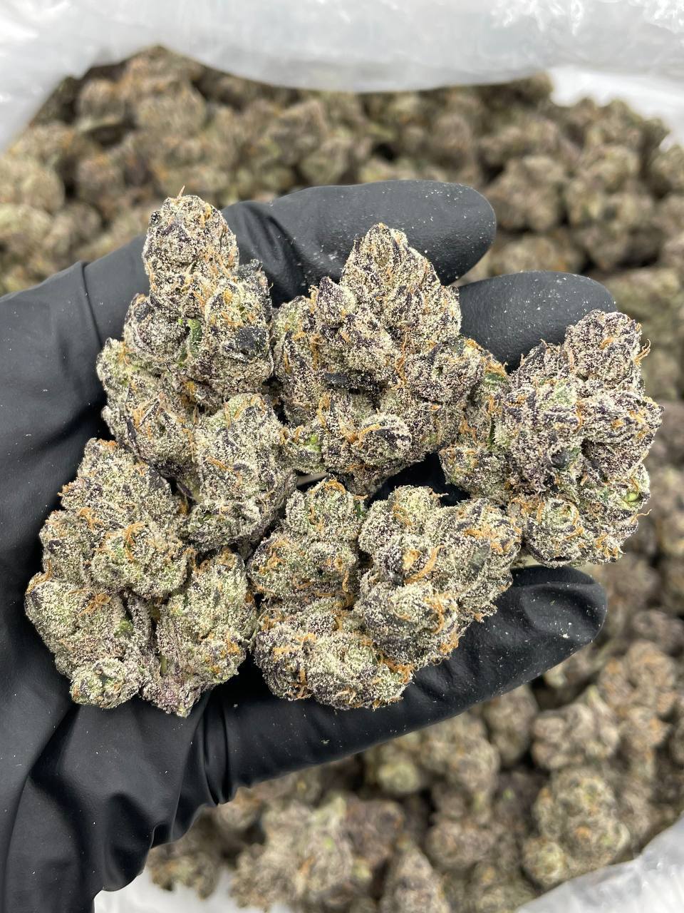 rainbow dolce strain rainbow dolce strain