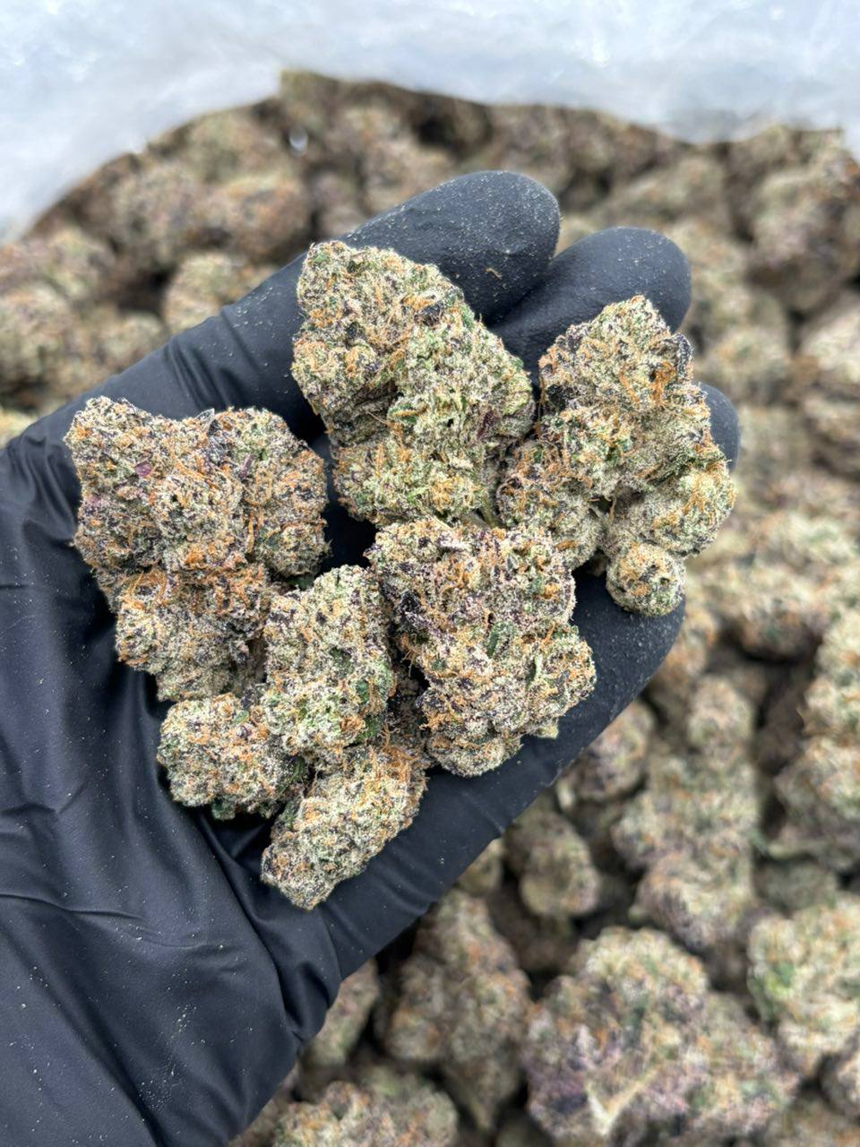 auto draft blue magic strain