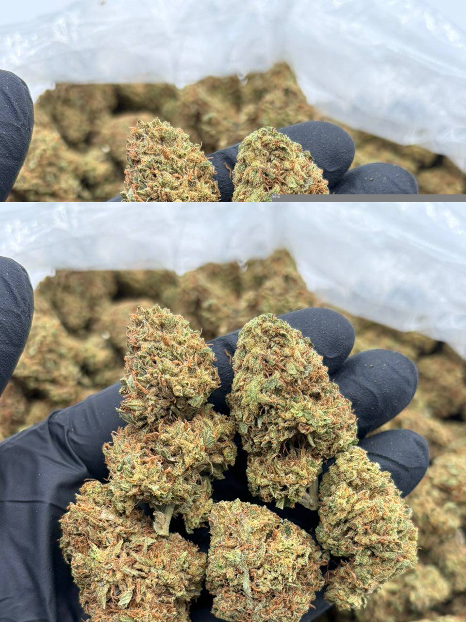 grease monkey strain grease monkey strain