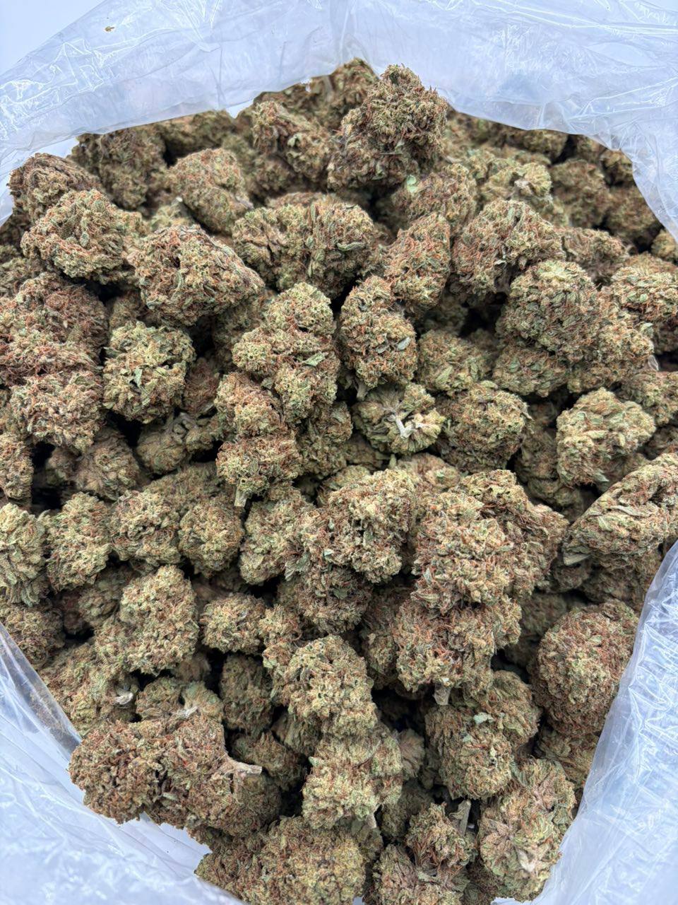 grease monkey strain grease monkey strain