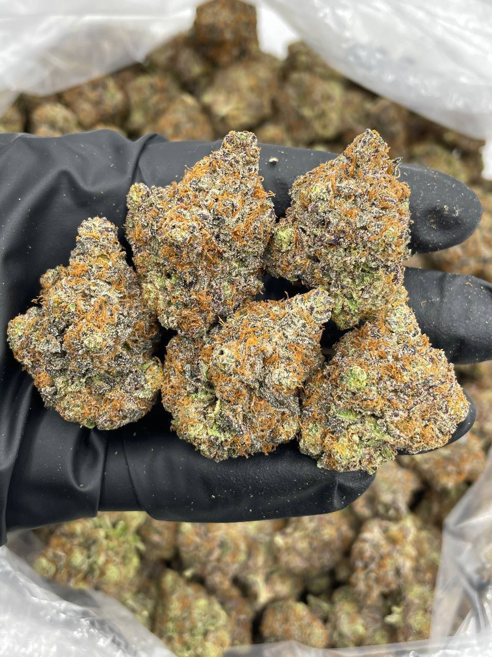 cherry code red strain cherry code red strain