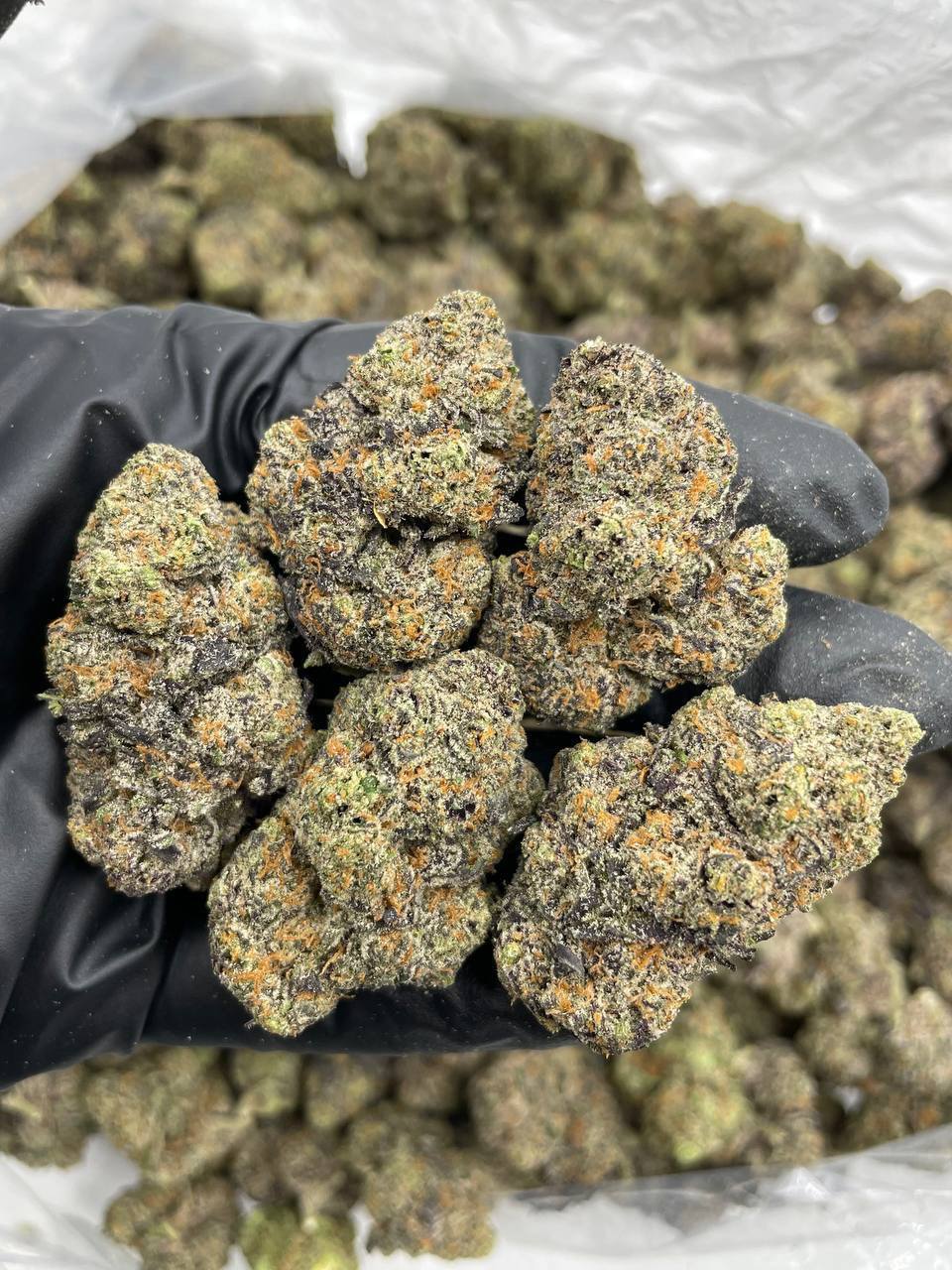 rainbow sugar luxe strain rainbow sugar luxe strain