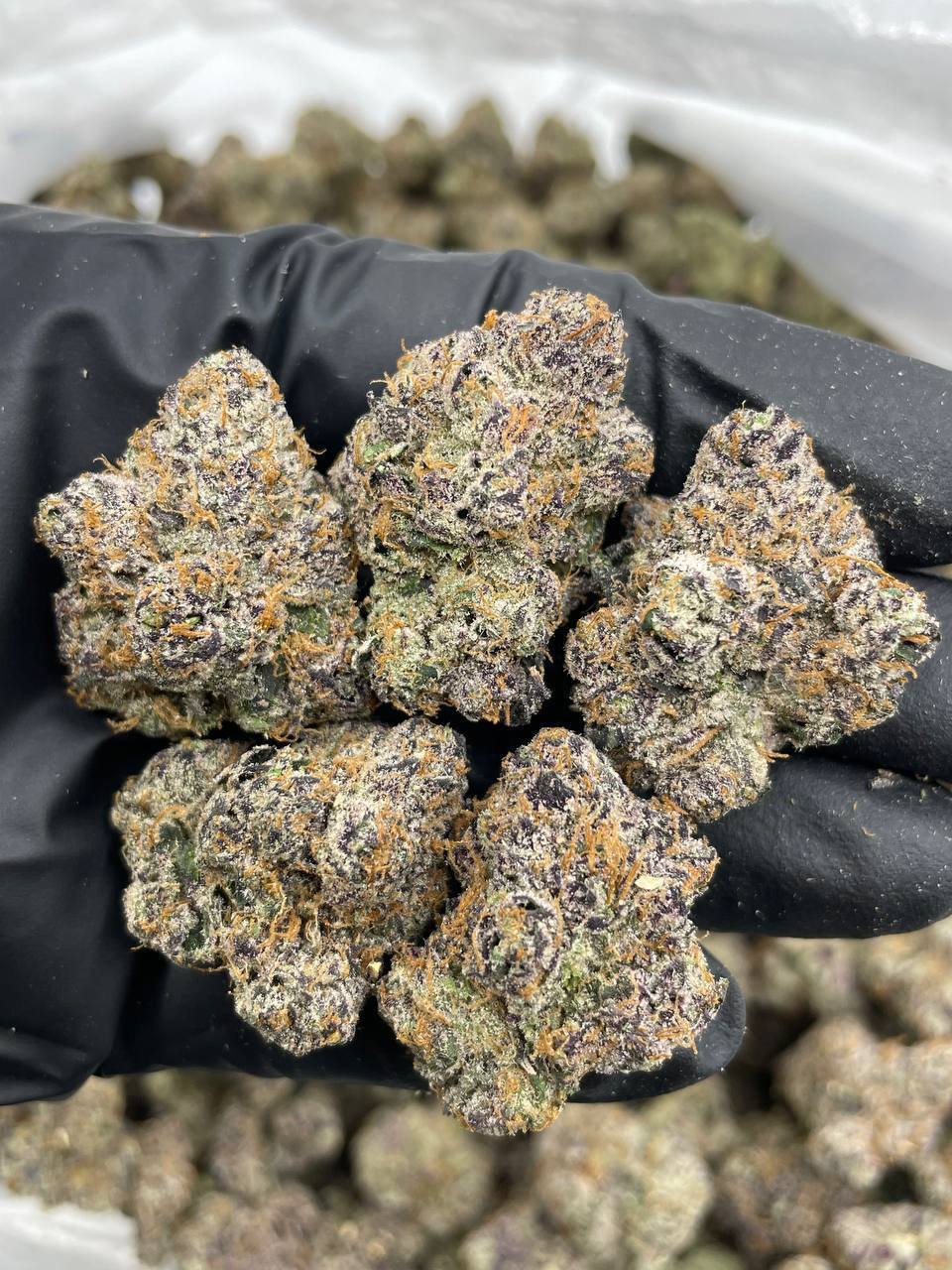 cherry bombay strain cherry bombay strain