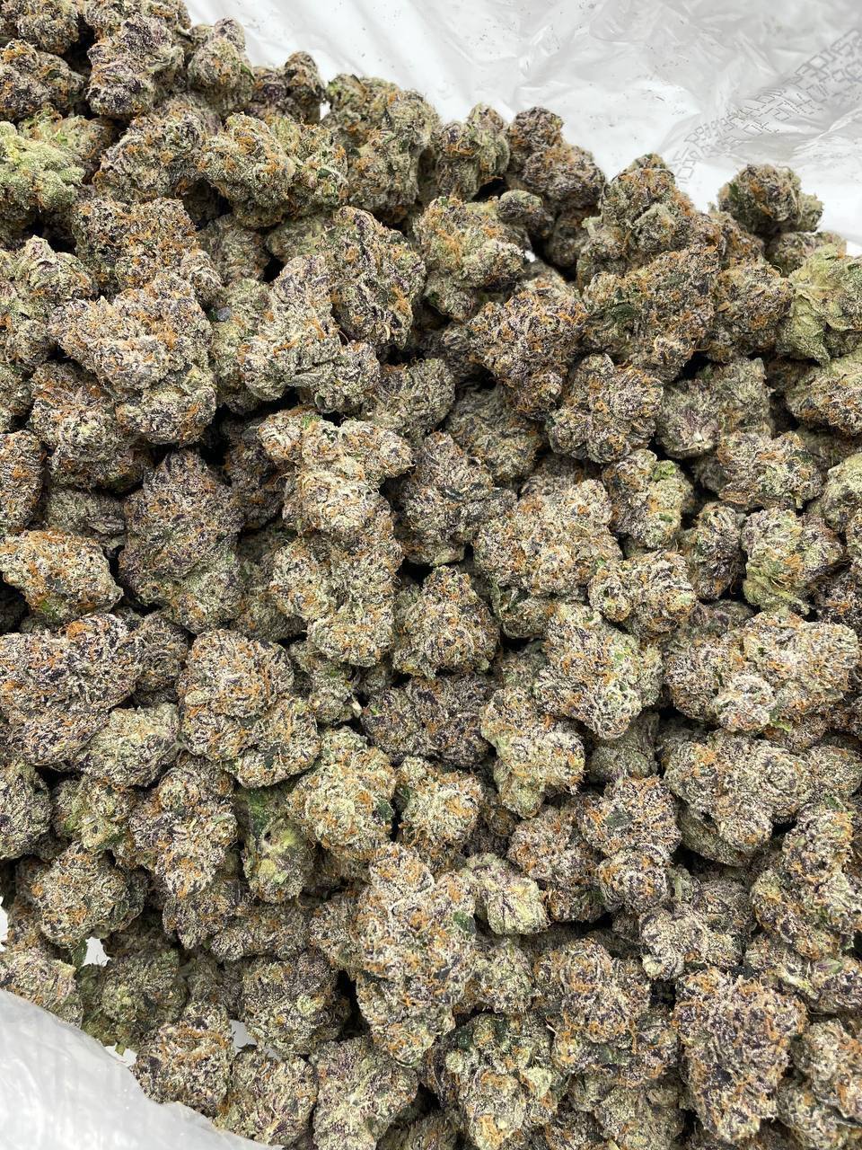 cherry bombay strain cherry bombay strain