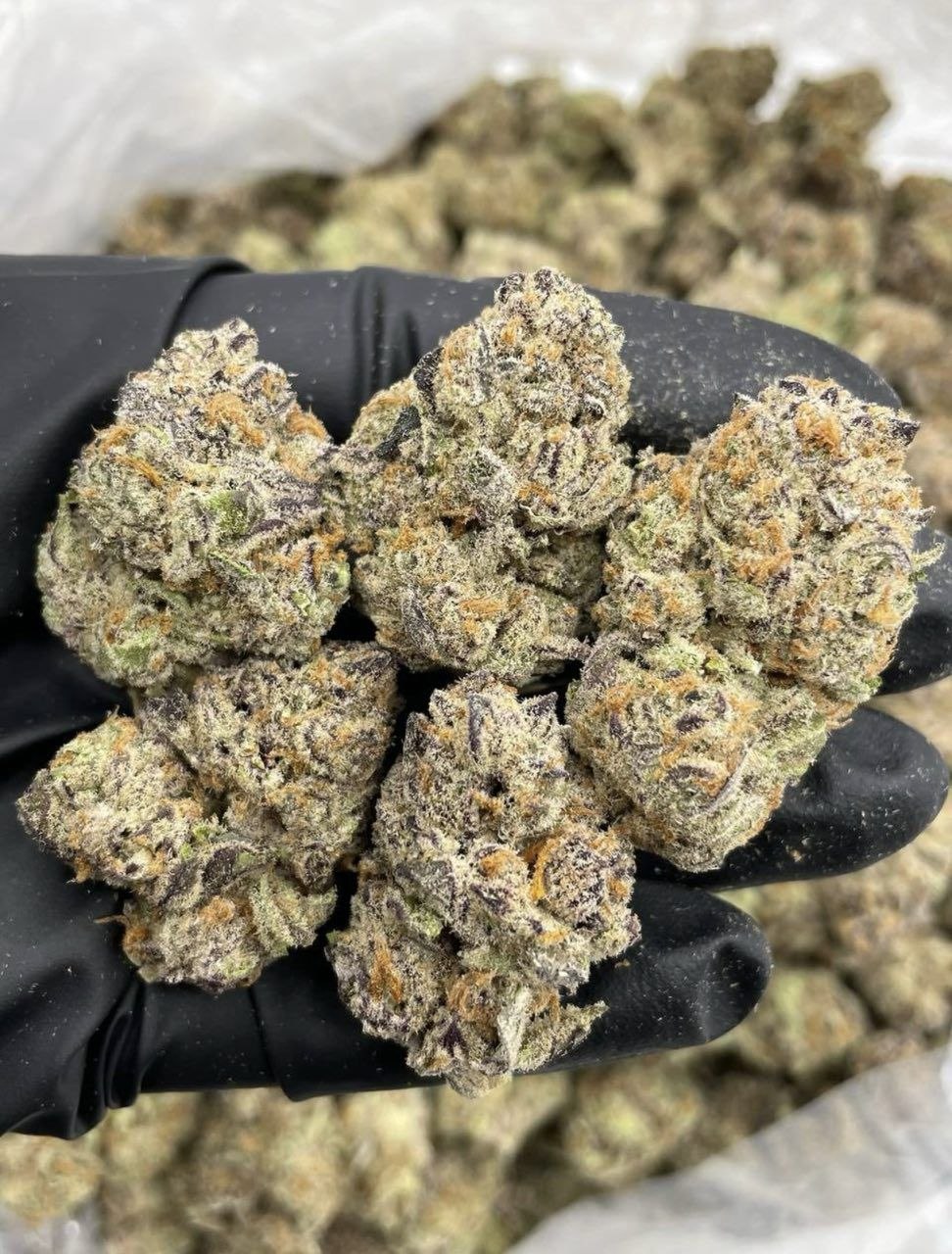 blueberry shortcake strain blueberry shortcake strain