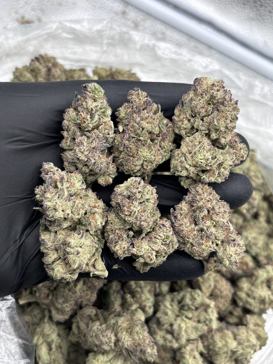 garanimals weed strain garanimals weed strain