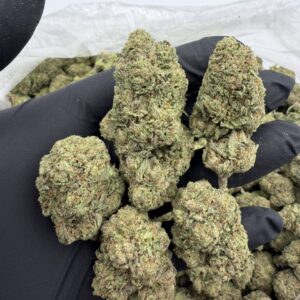 zour watermelon weed strain