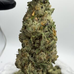 jet fuel runtz weed strain