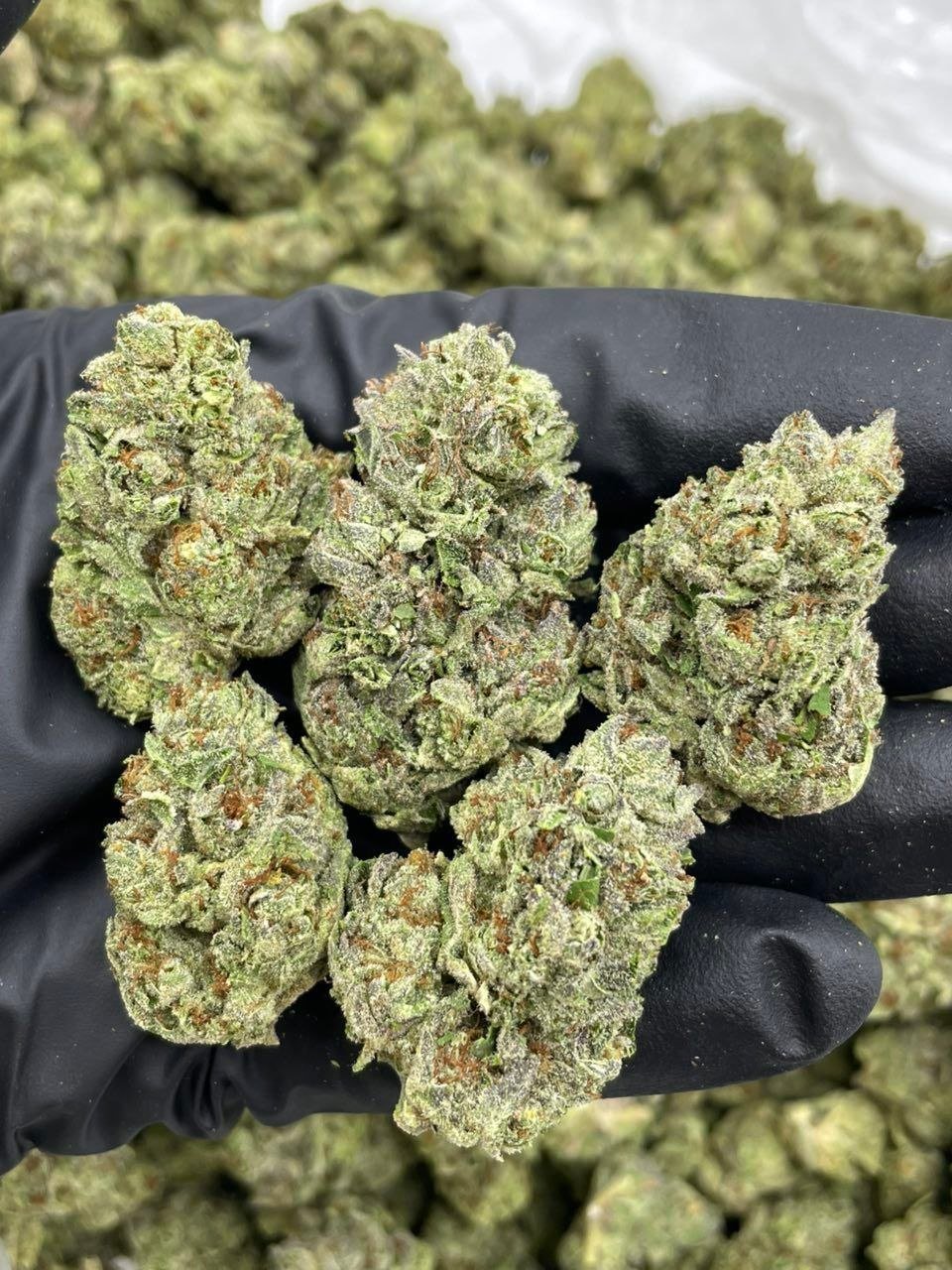 london pound cake weed strain london pound cake weed strain