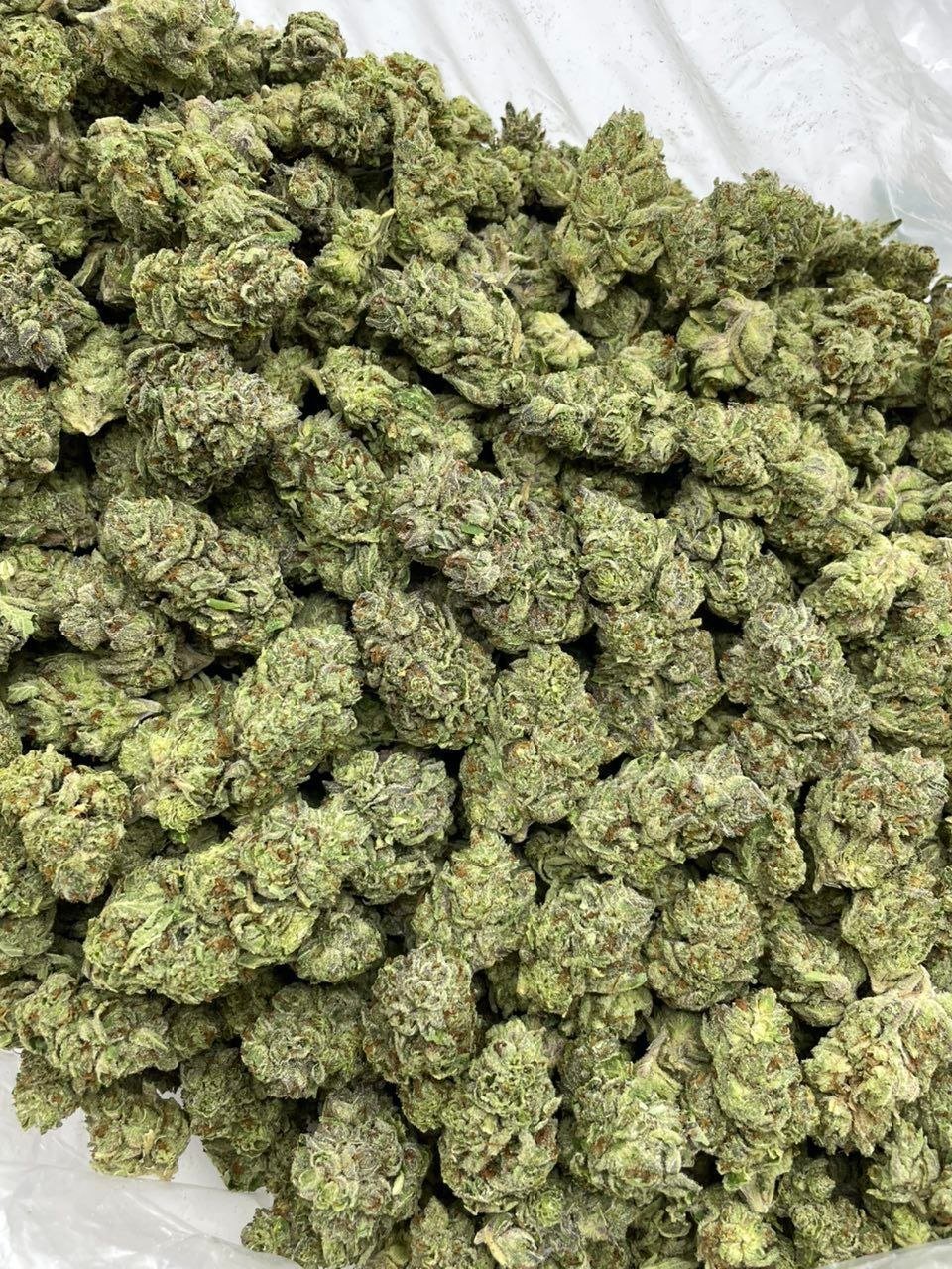 london pound cake weed strain london pound cake weed strain
