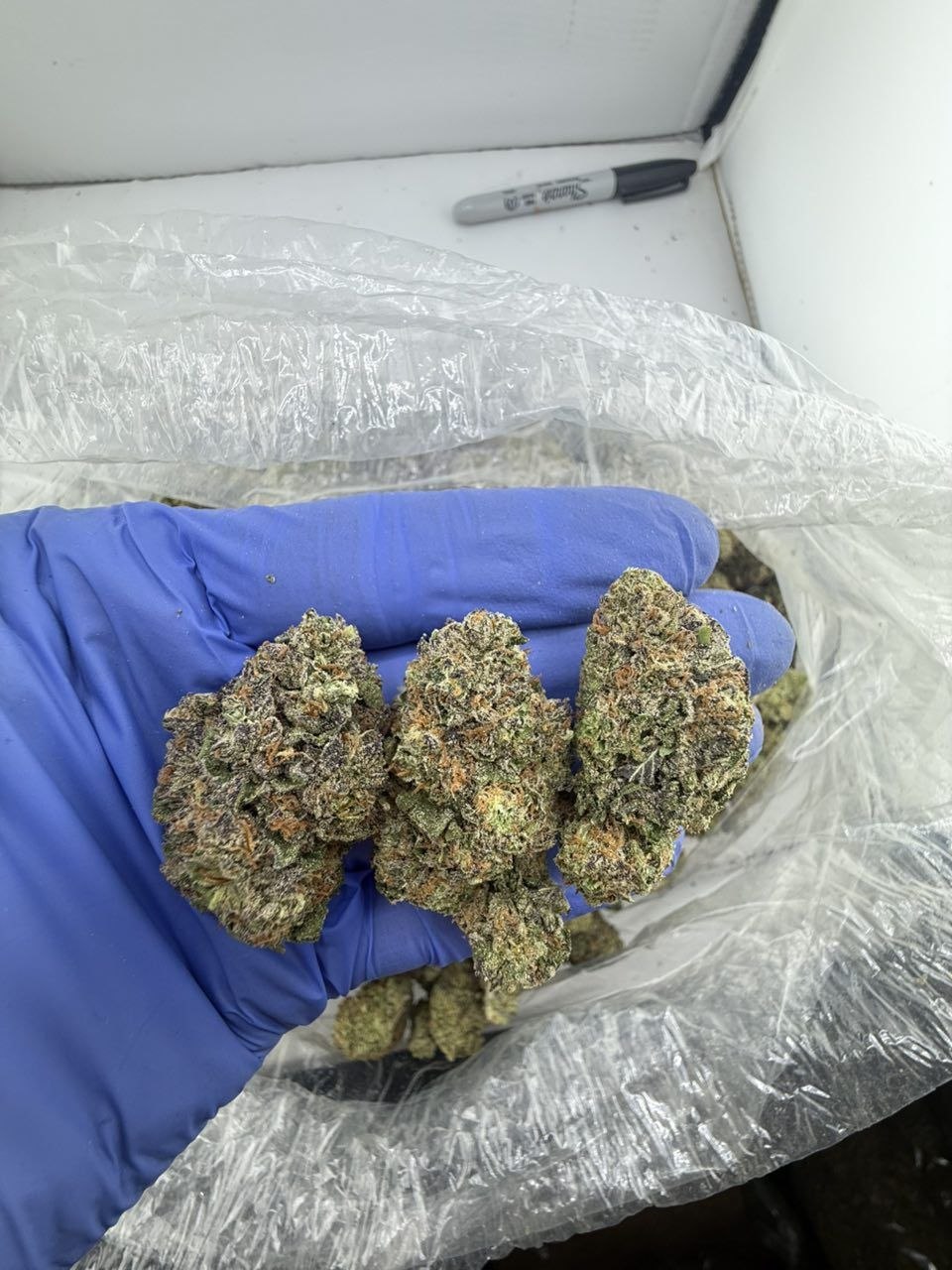 sherblato weed strain sherblato weed strain