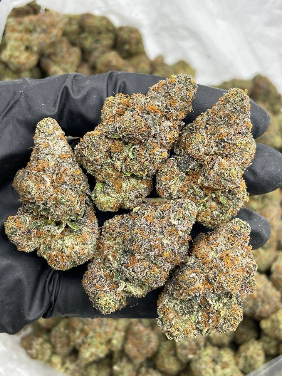 mango sprite weed strain mango sprite weed strain